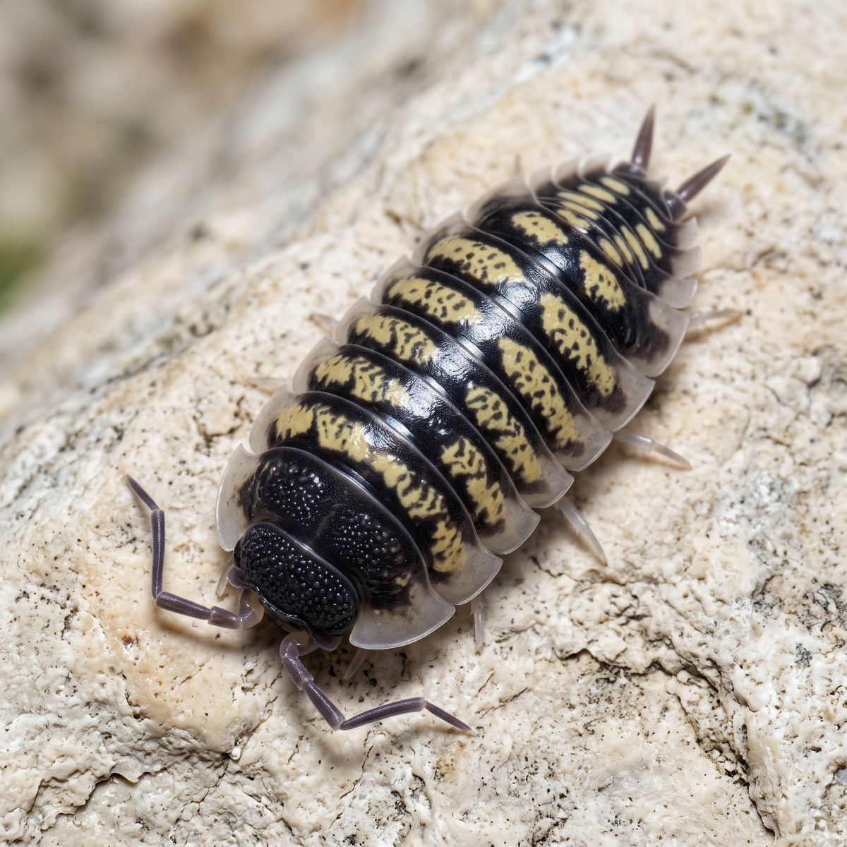 Porcellio ornatus « Alicante »