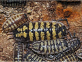 Porcellio ornatus « Alicante »