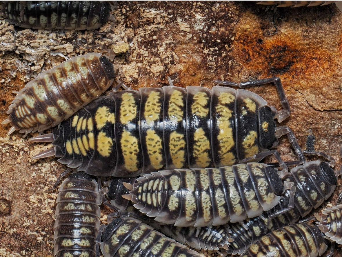 Porcellio ornatus « Alicante »