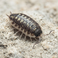 Porcellio ornatus « Murcia »