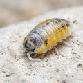 Porcellio ornatus « Witch Brew »