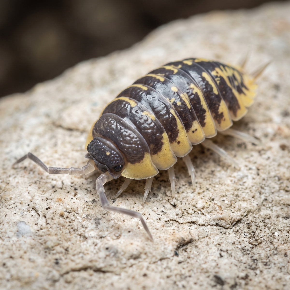 Porcellio ornatus « Yellow »
