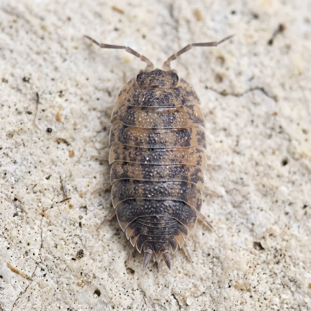 Porcellio scaber « Calico »