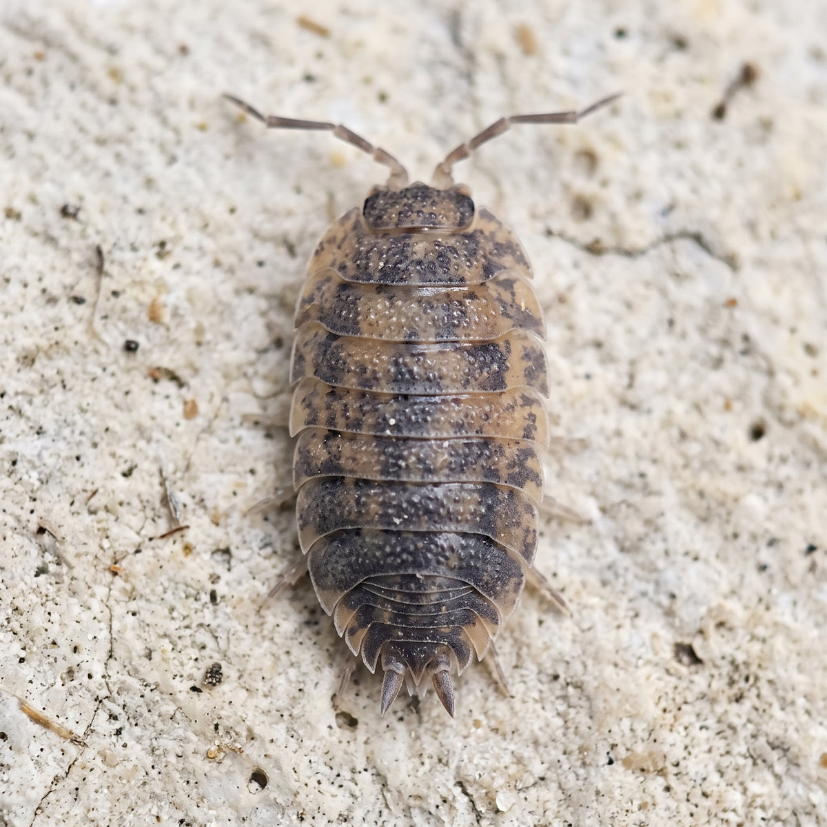 Porcellio scaber « Calico »