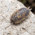 Porcellio scaber « Calico »