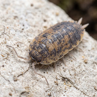 Porcellio scaber « Calico »