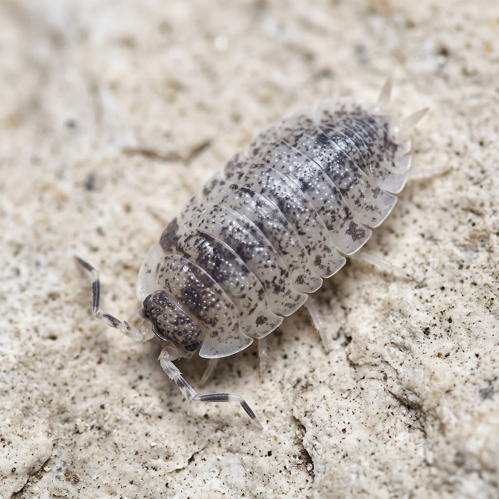 Porcellio scaber « Dalmatian »