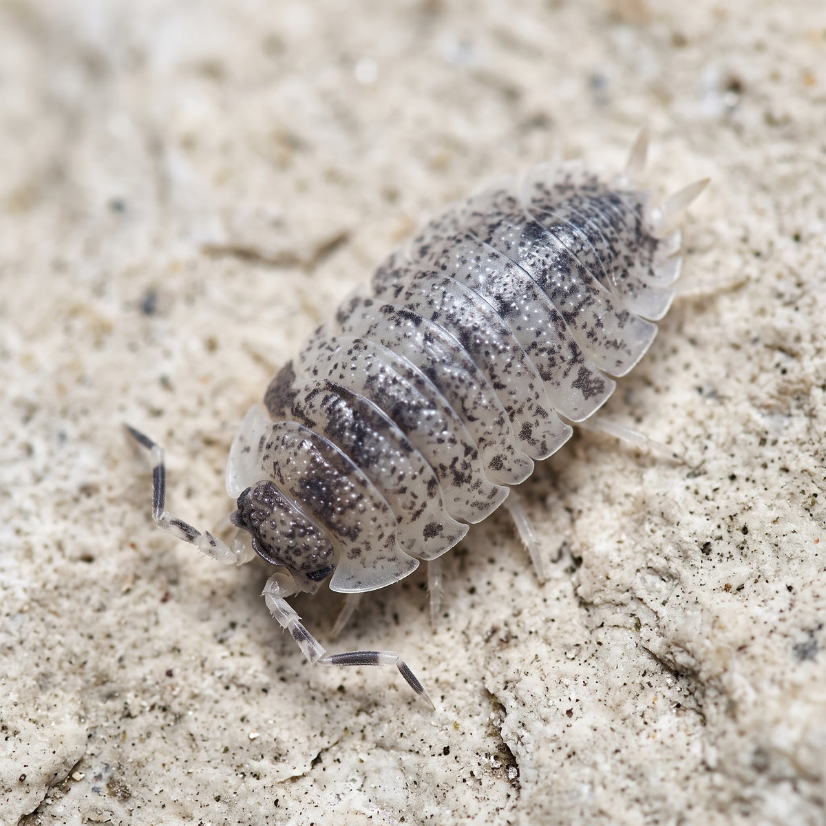 Porcellio scaber « Dalmatian »