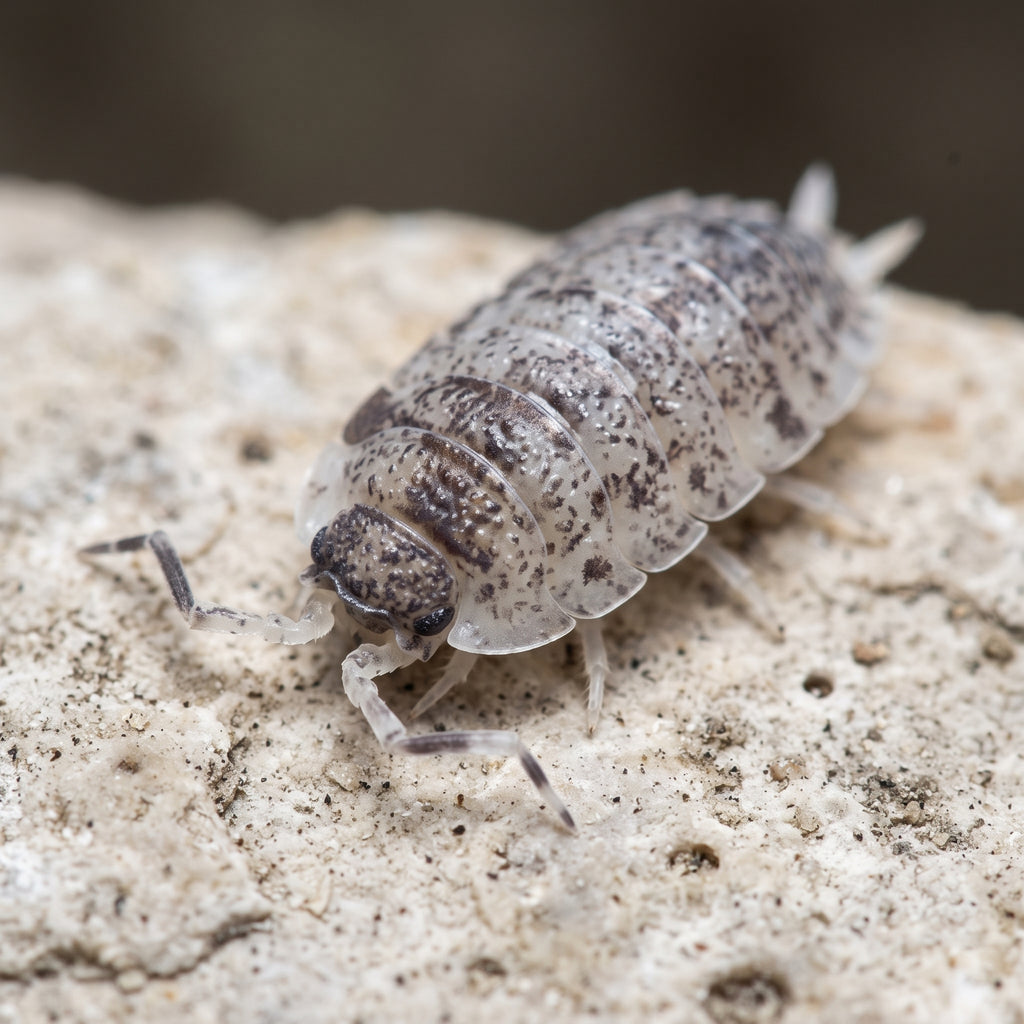 Porcellio scaber « Dalmatian »