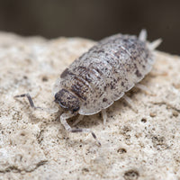 Porcellio scaber « Dalmatian »