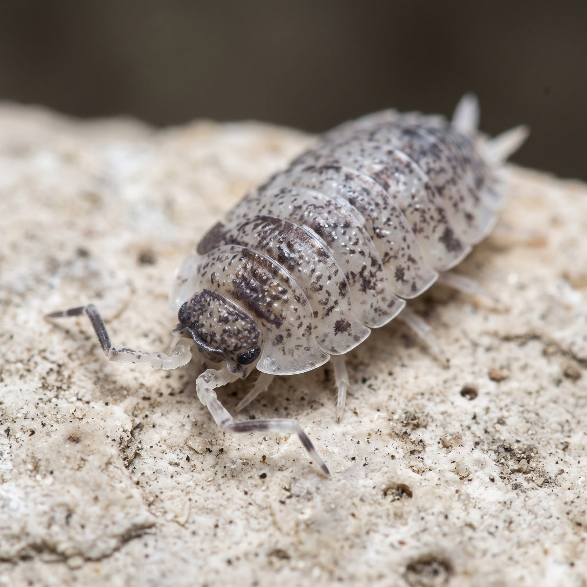 Porcellio scaber « Dalmatian »