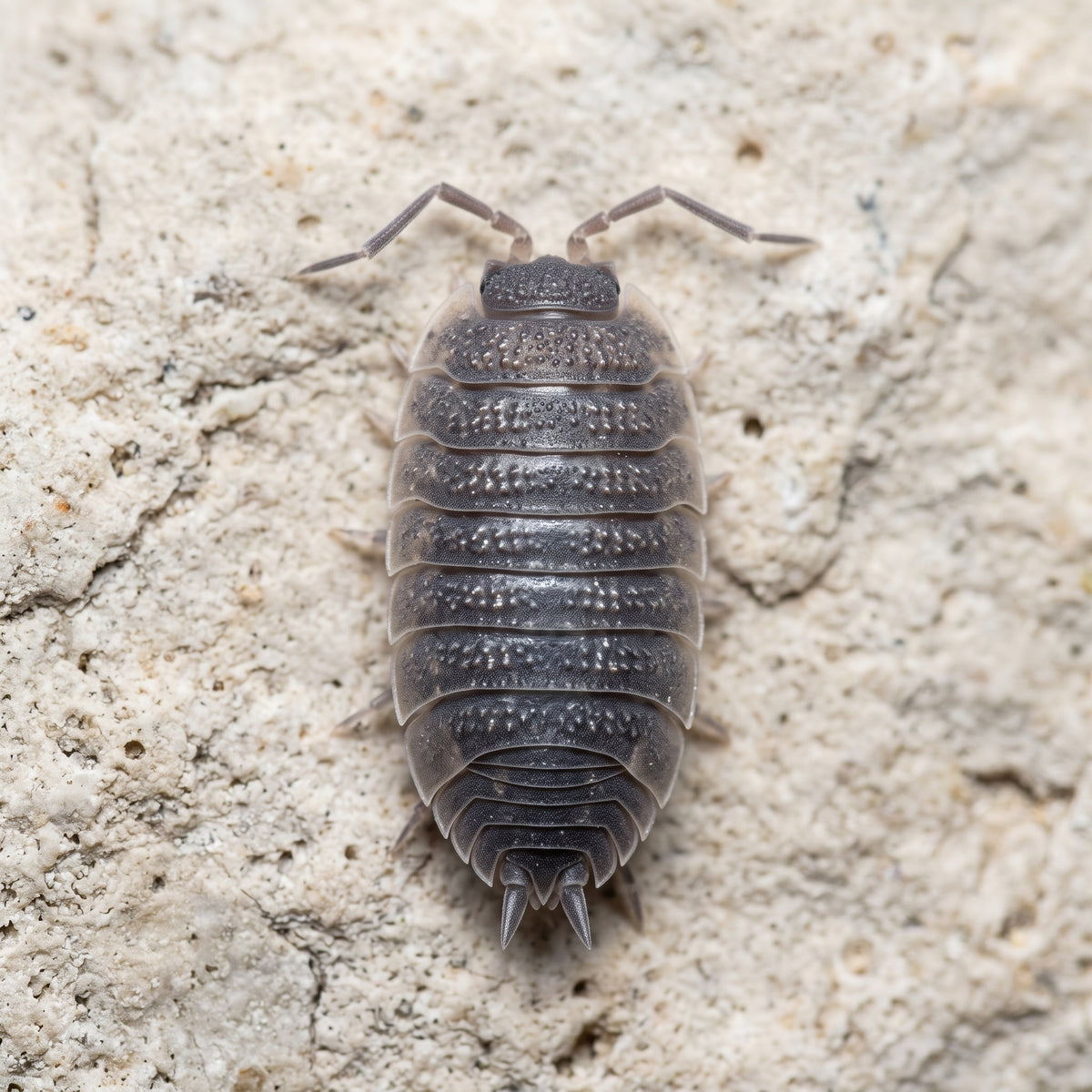 Porcellio scaber