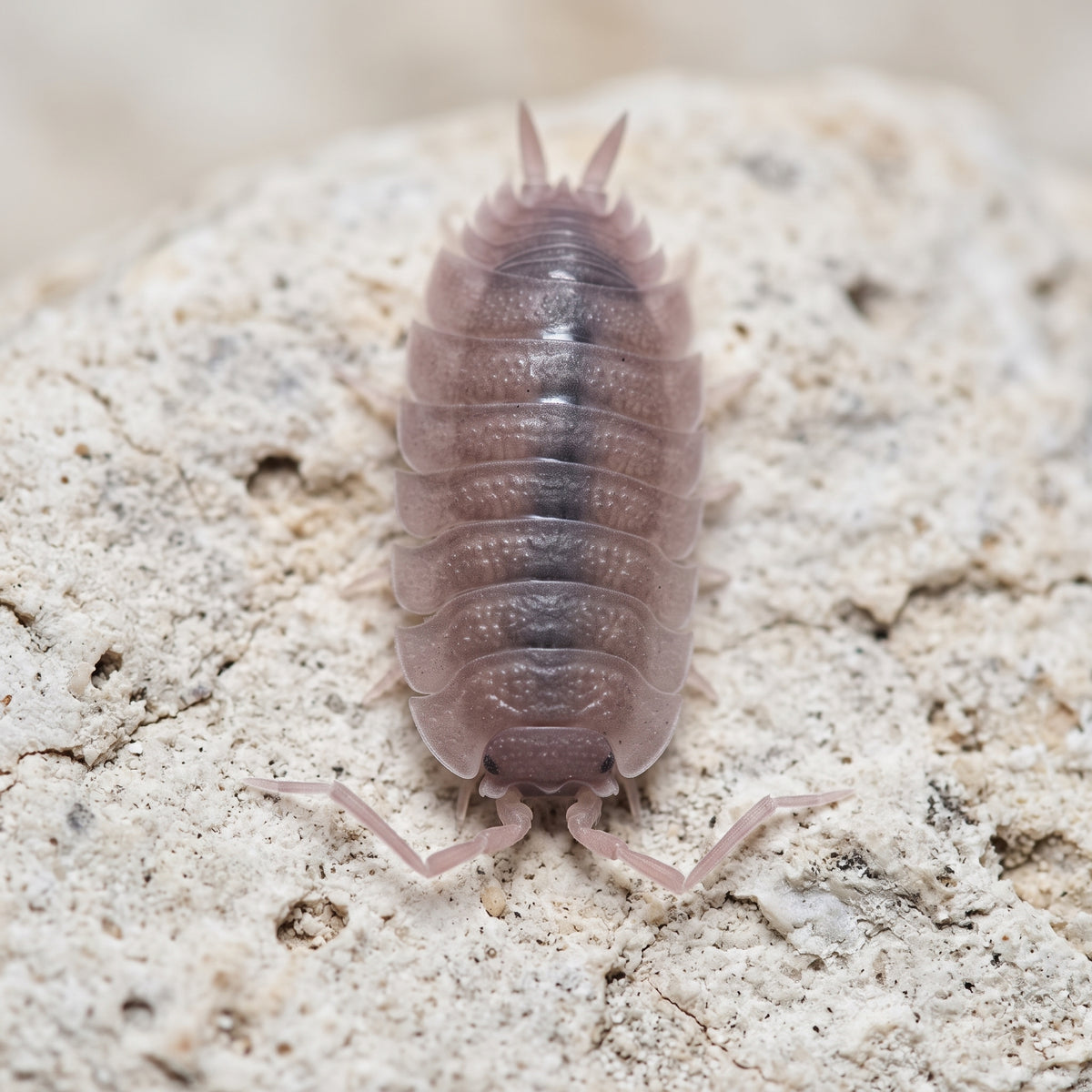 Porcellio scaber « Ghost »