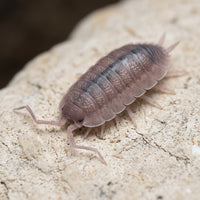 Porcellio scaber « Ghost »
