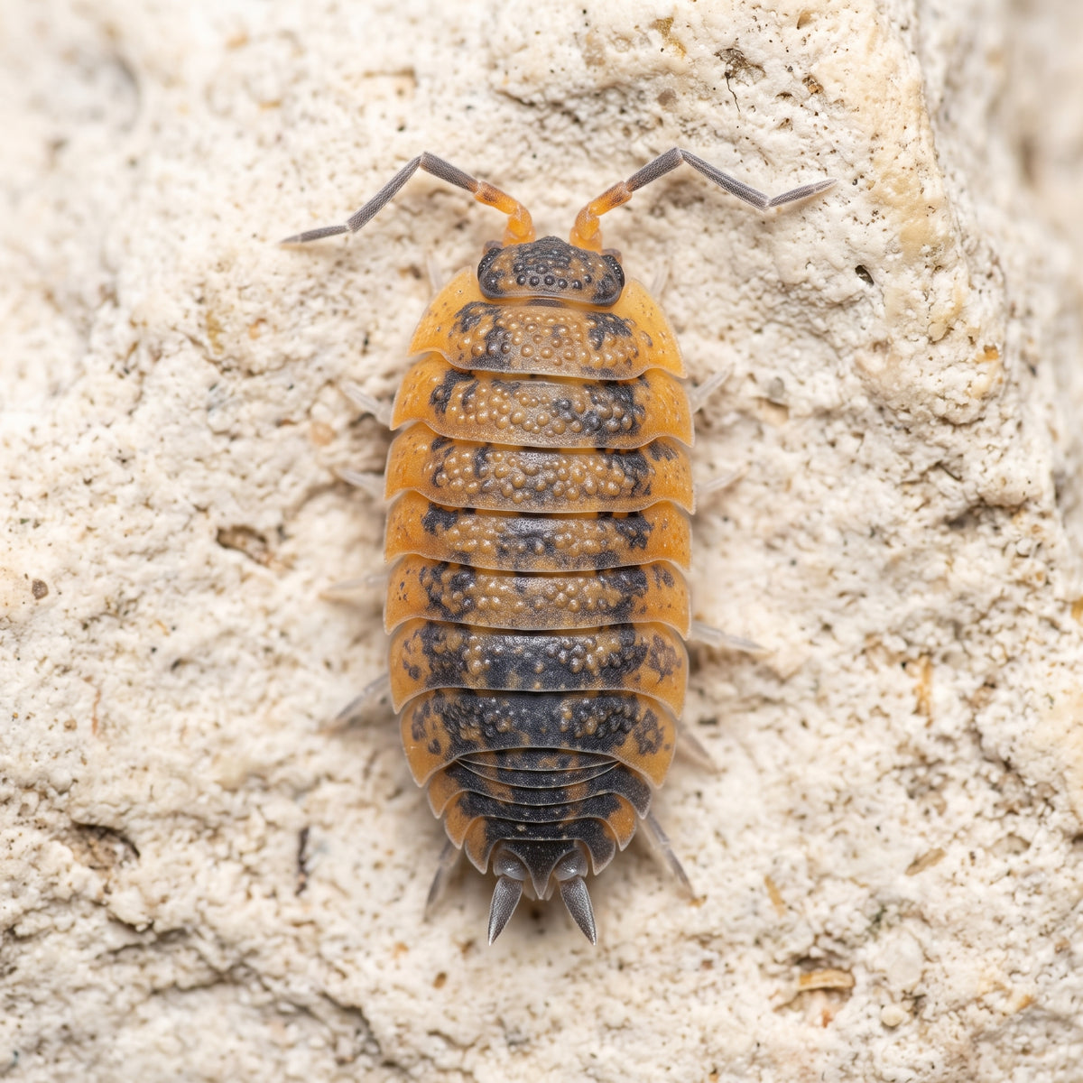 Porcellio scaber « Lava »