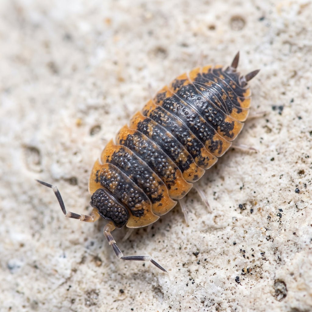 Porcellio scaber « Lava »