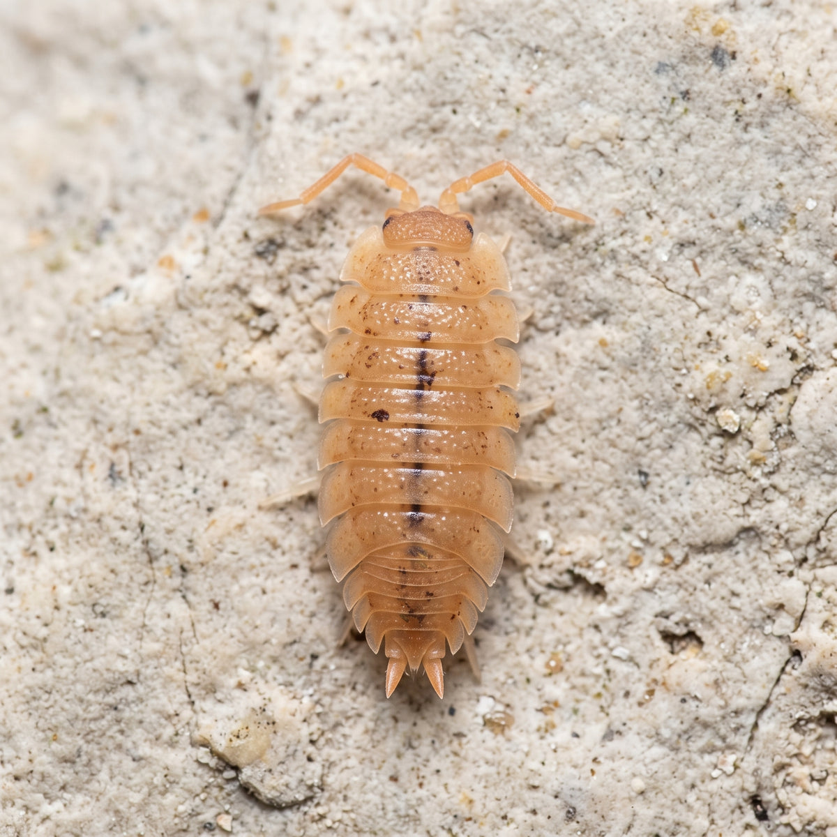 Porcellio scaber « Orange »