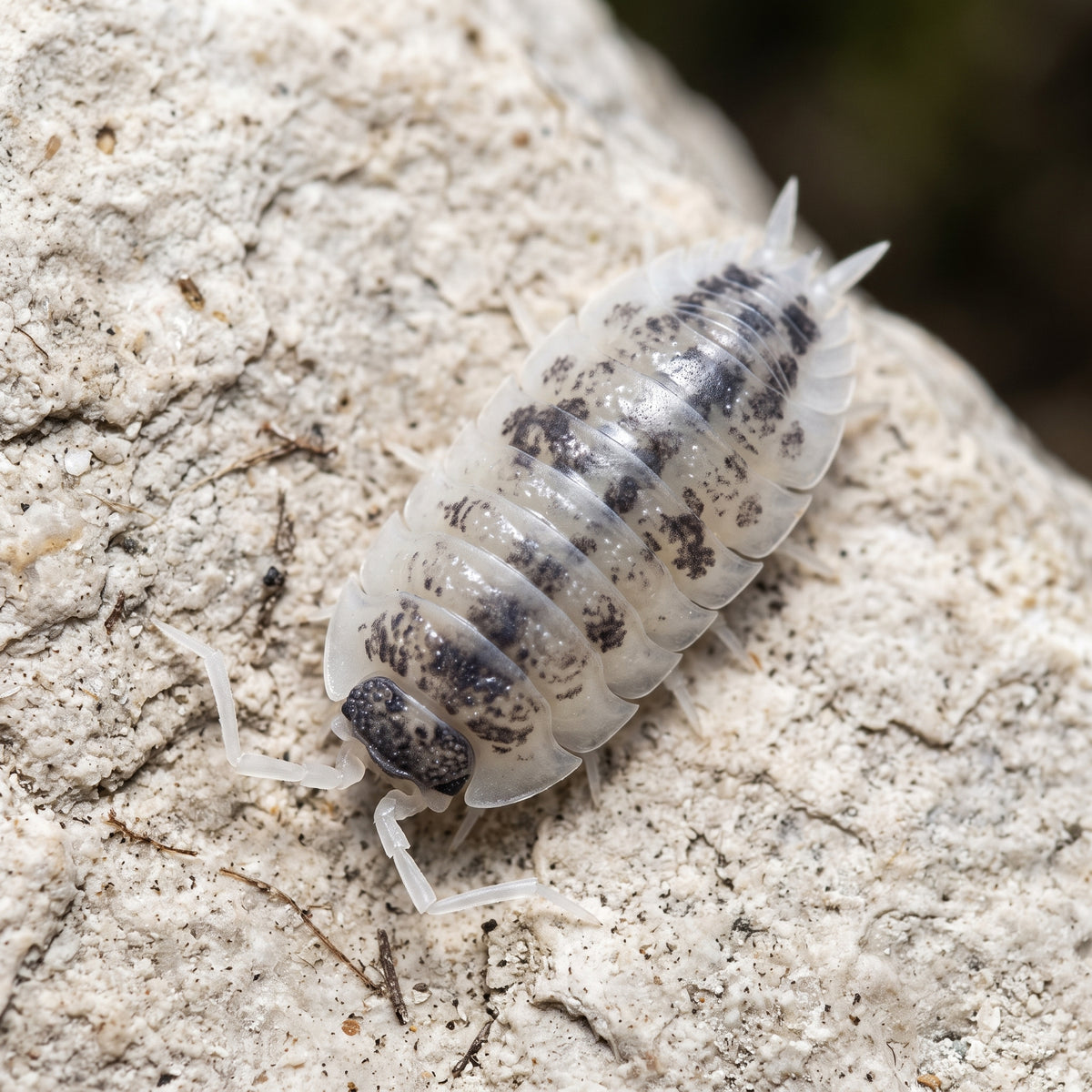Porcellio scaber « Oreo »