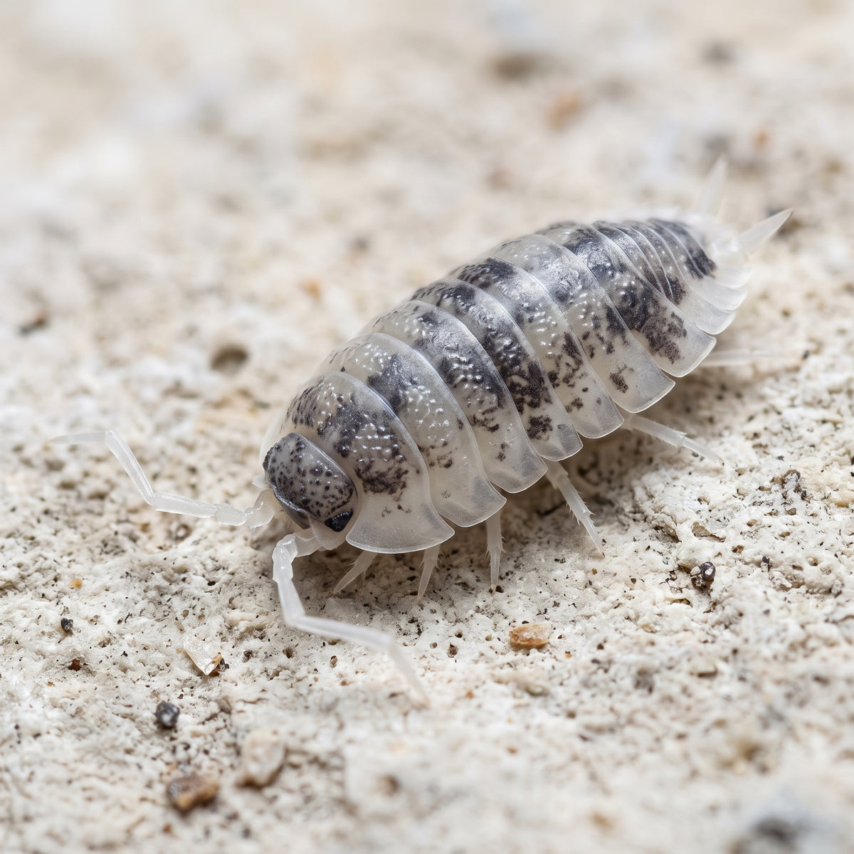 Porcellio scaber « Oreo »