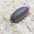 Porcellio scaber