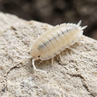 Porcellio scaber « White Out »