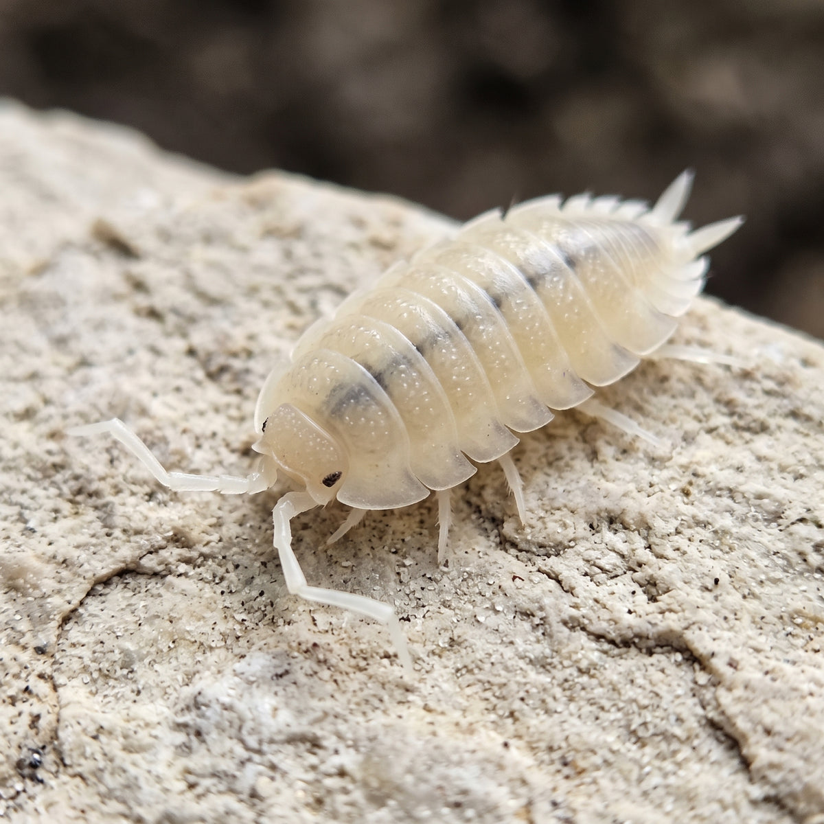 Porcellio scaber « White Out »