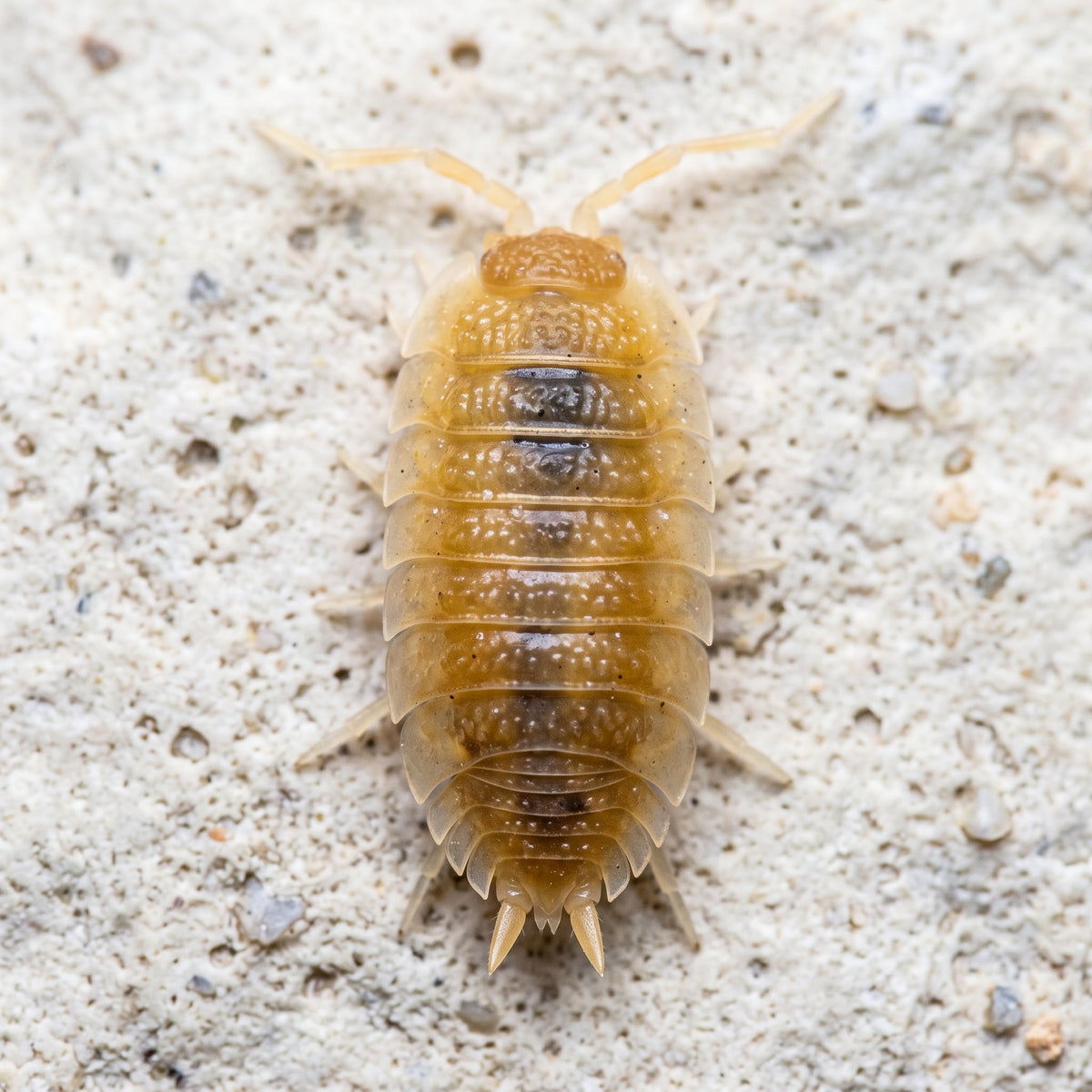 Porcellio scaber « Yellow Sun »
