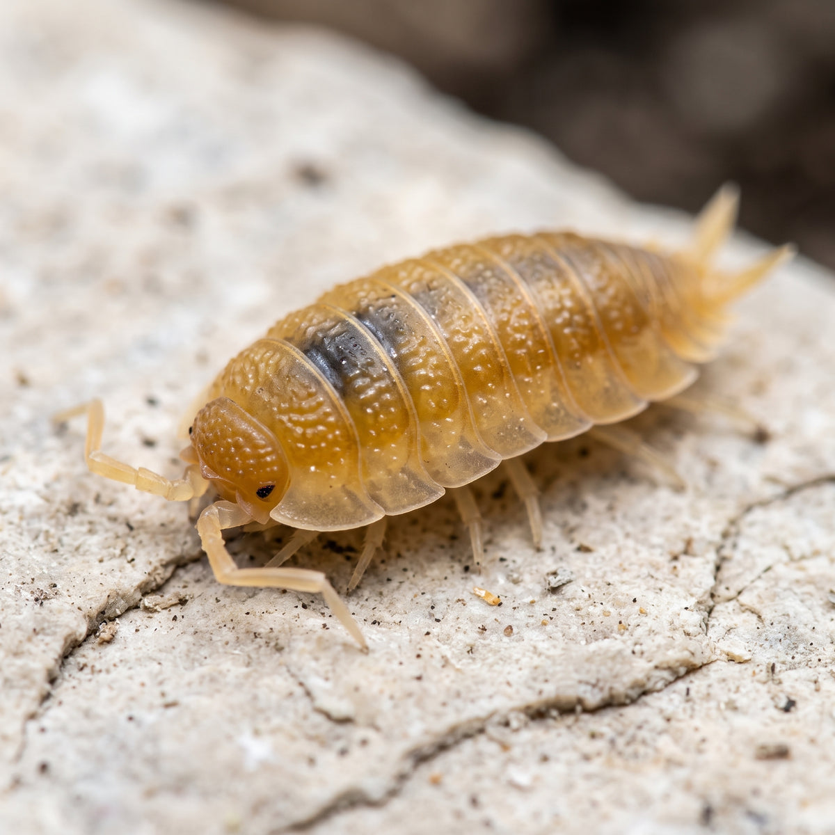 Porcellio scaber « Yellow Sun »