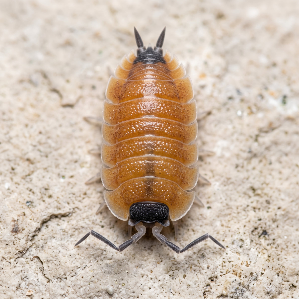 Porcellio silvestri