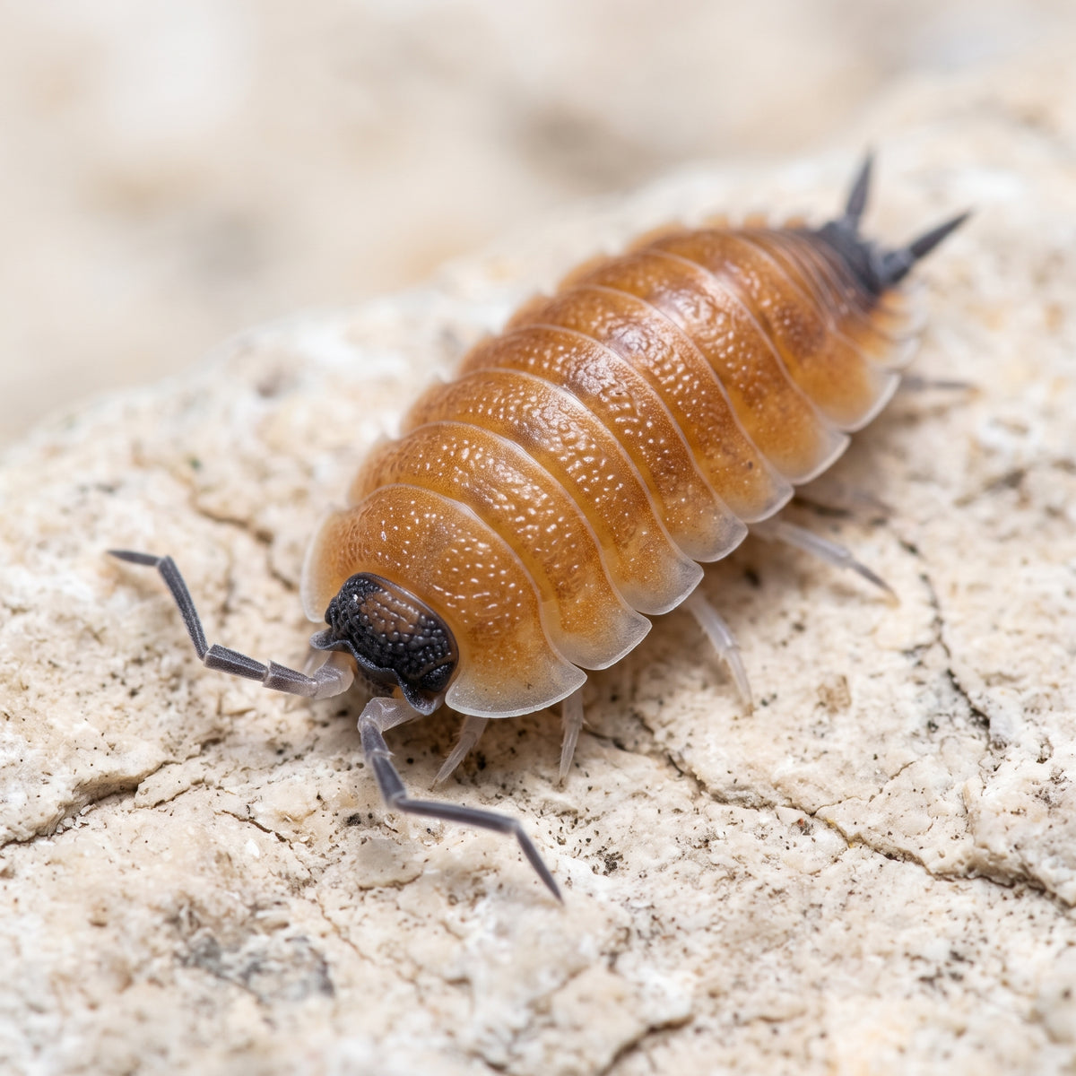 Porcellio silvestri
