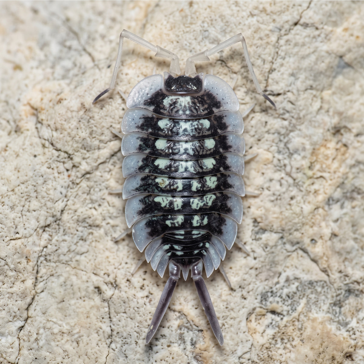 Porcellio sp. « Abismo Frio »