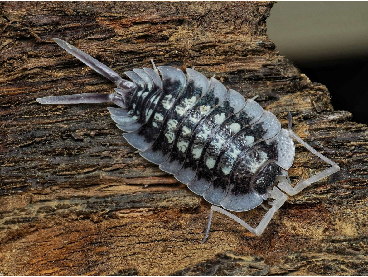 Porcellio sp. « Abismo Frio »
