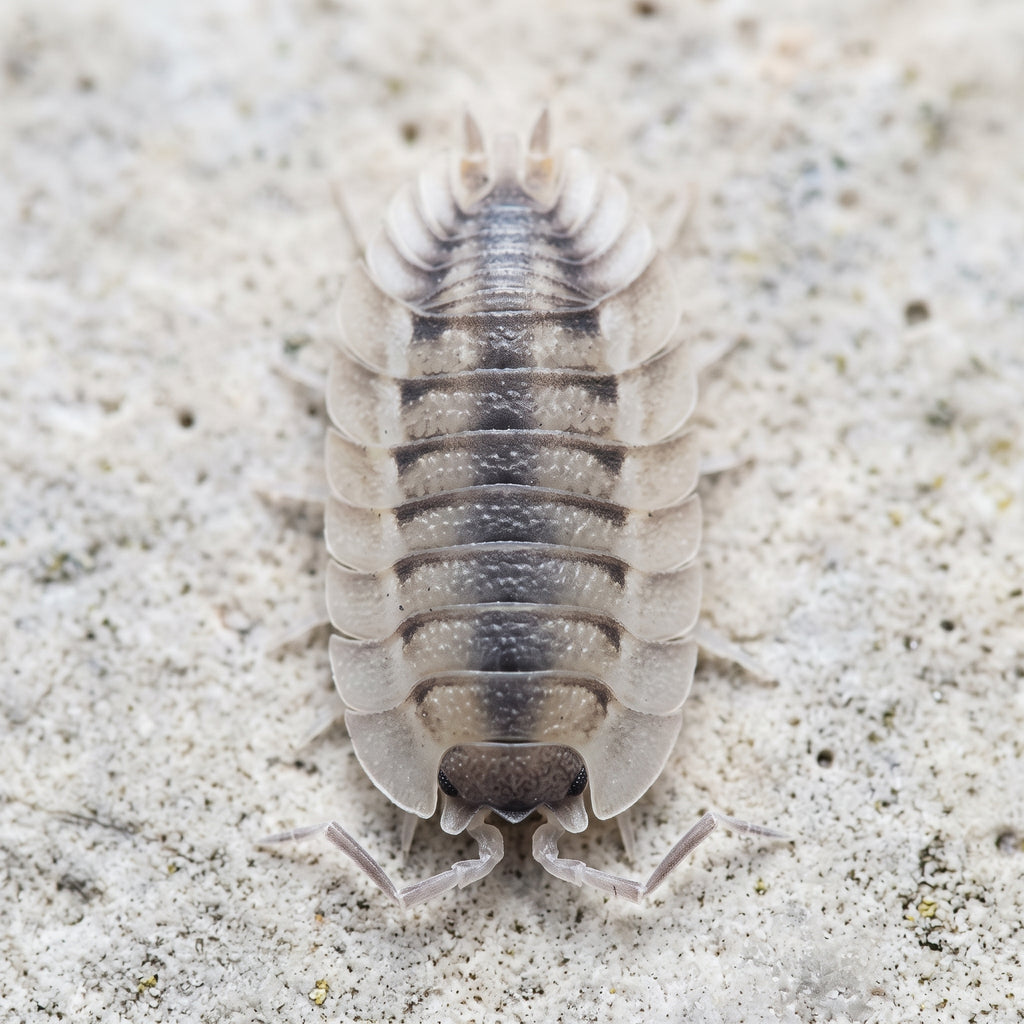 Porcellio sp. « Atulatus Coros »