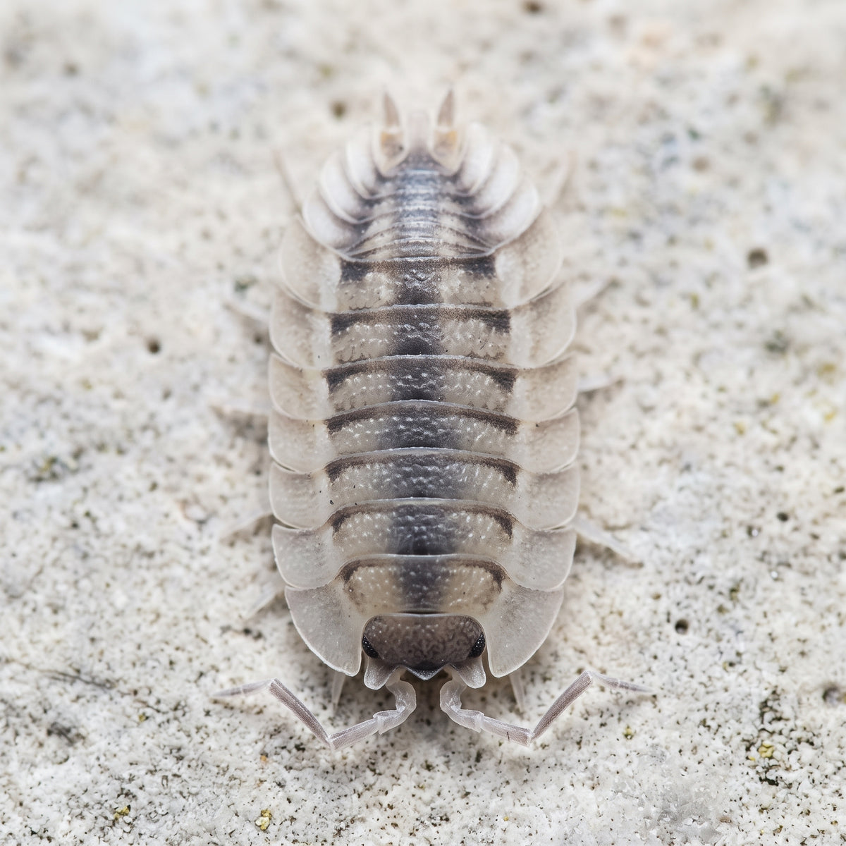 Porcellio sp. « Atulatus Coros »