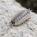 Porcellio sp. « Atulatus Coros »