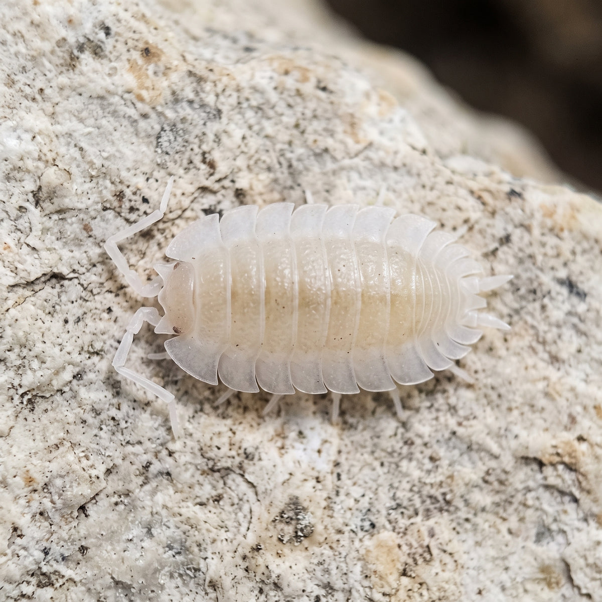 Porcellio sp. « Atulatus White »