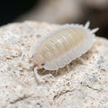 Porcellio sp. « Atulatus White »