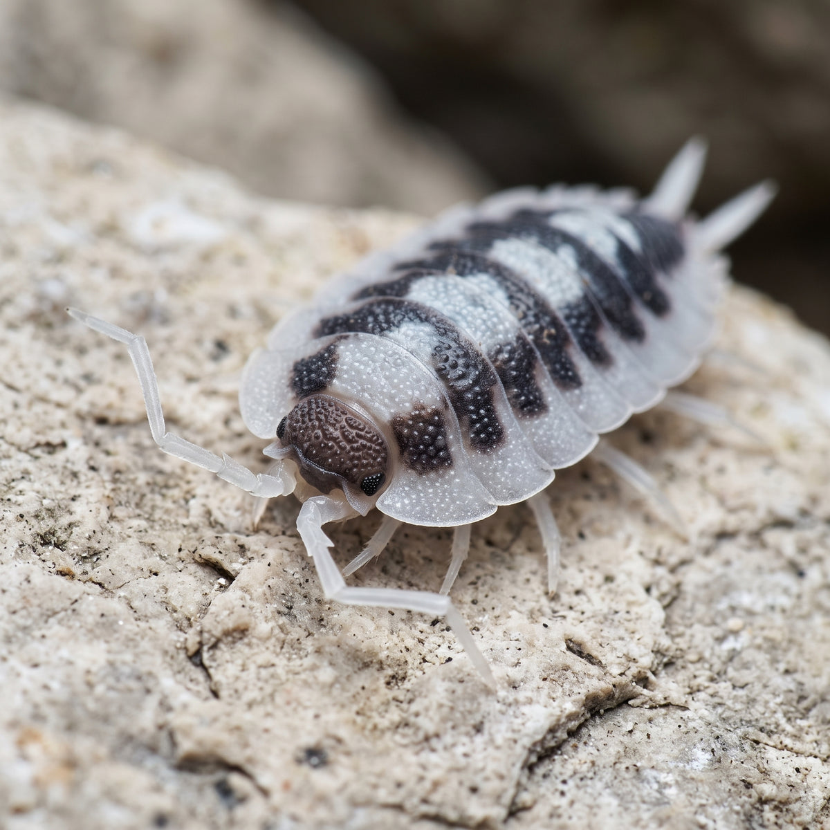 Porcellio succinctus « Black Ribs »