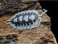 Porcellio succinctus « Black Ribs »
