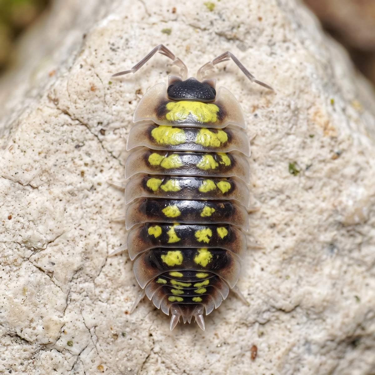 Porcellio tortonesei « Européen »