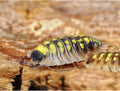 Porcellio tortonesei « Européen »