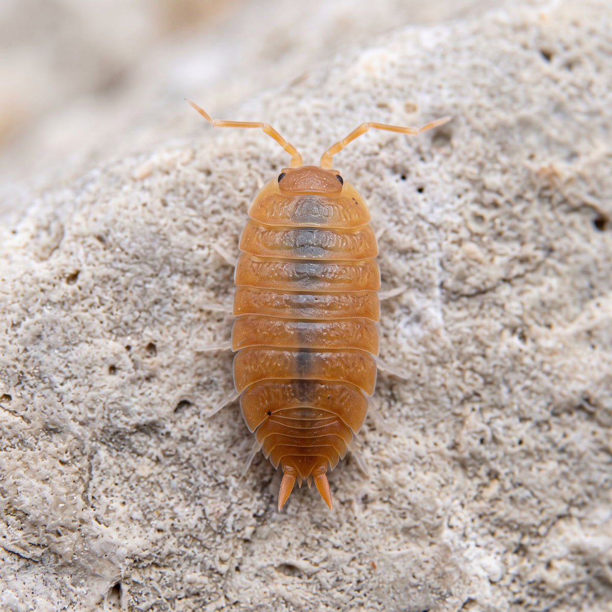 Porcellionides pruinosus