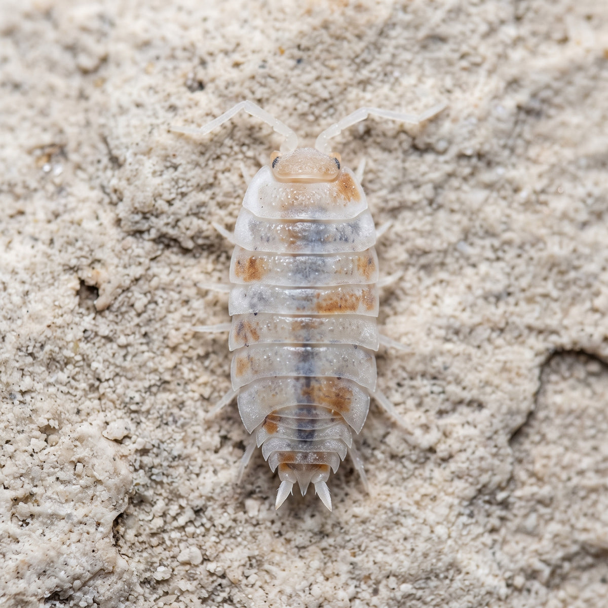 Porcellionides pruisonus « Orange Koï »