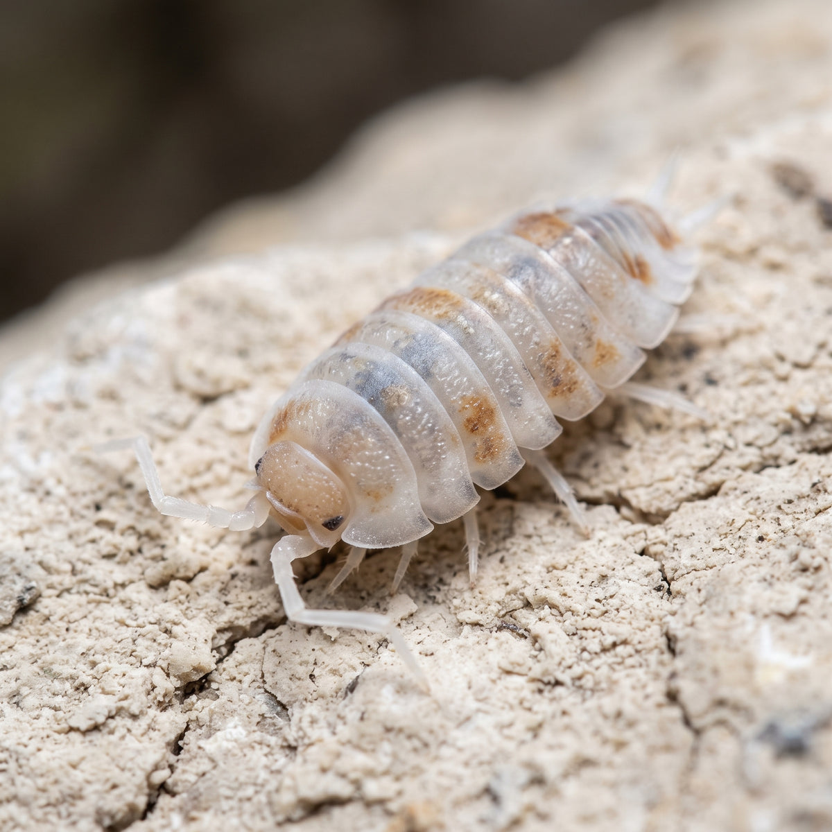 Porcellionides pruisonus « Orange Koï »
