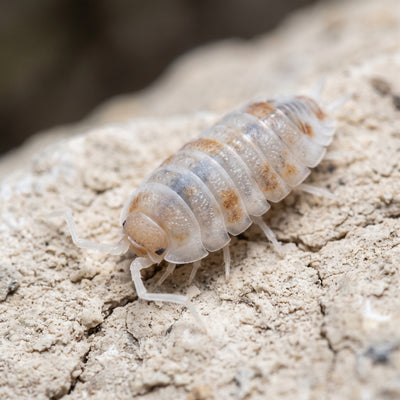 Porcellionides pruinosus « Orange Koï »