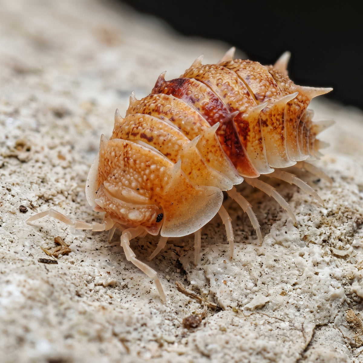 Pseudarmadillo sp. « Inosus »