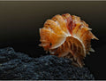Pseudarmadillo sp. « Inosus »