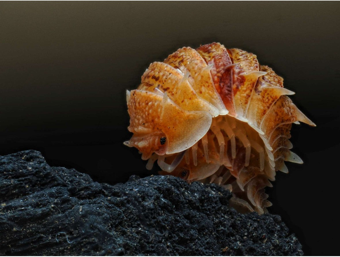 Pseudarmadillo sp. « Inosus »