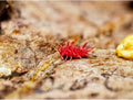 Collemboles « Vietnam Spiky » (Rambutanura sp.)