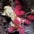 Collemboles « Thai Spiky » (Rambutanura sp.)
